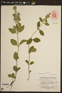 Scutellaria elliptica image