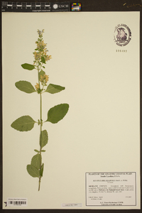 Scutellaria elliptica image