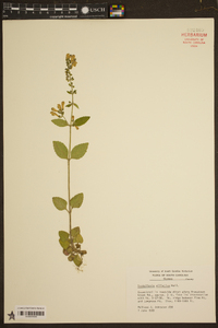 Scutellaria elliptica image