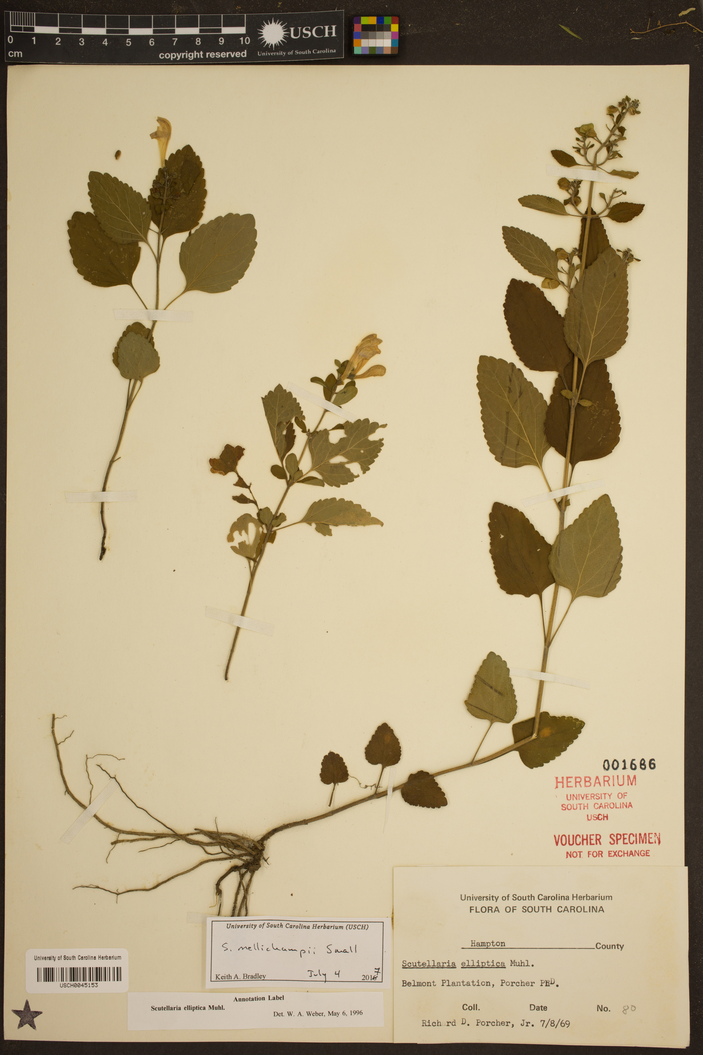 Scutellaria mellichampii image
