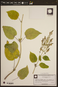 Scutellaria ovata image