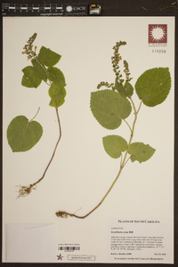 Scutellaria ovata image