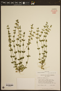 Scutellaria parvula image