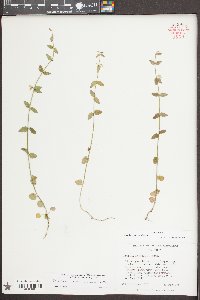 Scutellaria parvula image