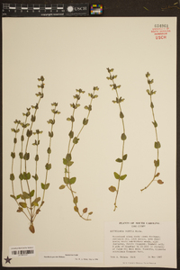 Scutellaria parvula image