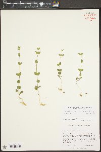 Scutellaria parvula image