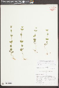 Scutellaria parvula image