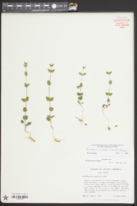 Scutellaria parvula image