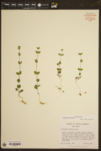 Scutellaria parvula image