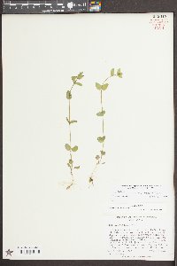 Scutellaria parvula image