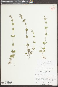 Scutellaria parvula image