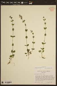 Scutellaria parvula var. australis image