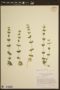 Scutellaria parvula var. australis image