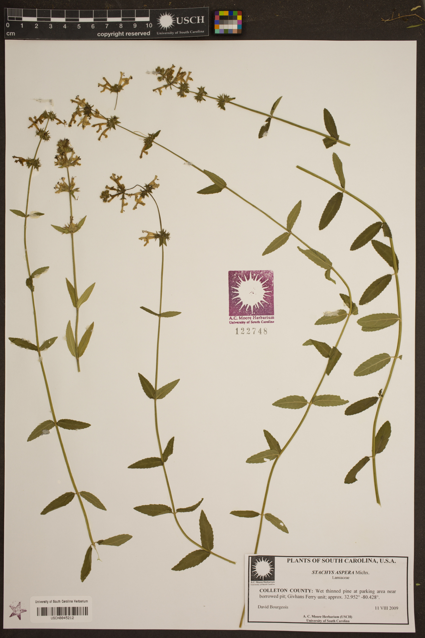 Stachys aspera image