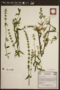 Stachys aspera image