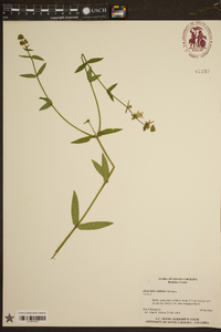 Stachys aspera image