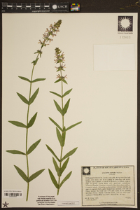 Stachys aspera image