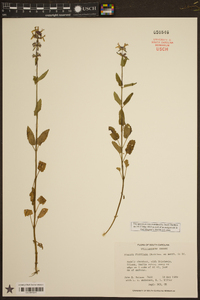 Stachys floridana image