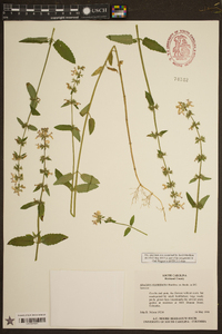 Stachys floridana image