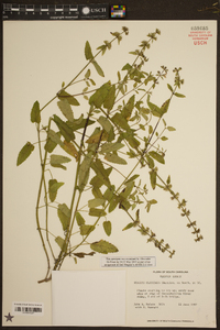 Stachys floridana image