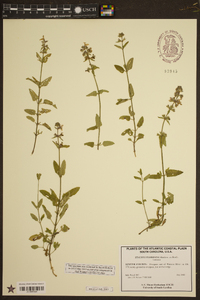 Stachys floridana image