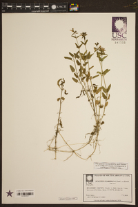 Stachys floridana image