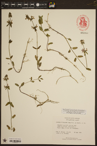 Stachys floridana image