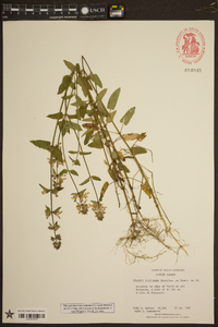 Stachys floridana image