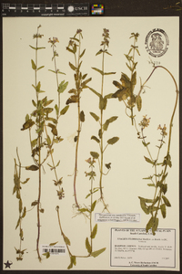 Stachys floridana image