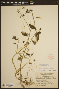 Stachys floridana image