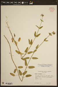 Stachys floridana image