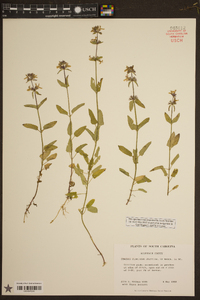 Stachys floridana image