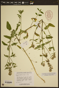 Stachys floridana image