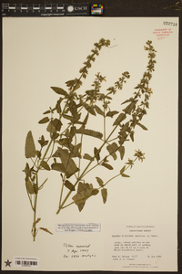 Stachys floridana image