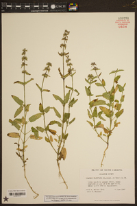 Stachys floridana image