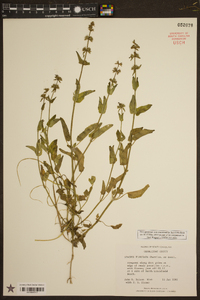 Stachys floridana image