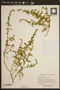 Atriplex prostrata image