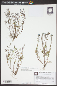 Phacelia dubia image