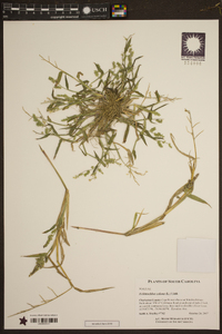 Echinochloa colona image