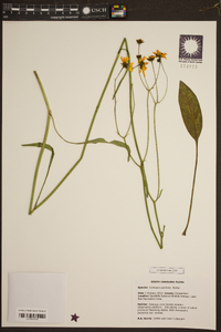 Coreopsis gladiata image