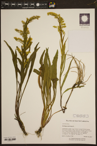 Solidago sempervirens image