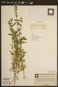 Stachys floridana image