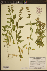 Stachys floridana image