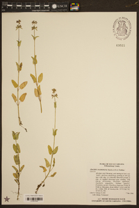 Stachys floridana image