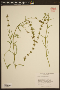 Stachys hyssopifolia image