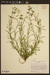 Stachys hyssopifolia image