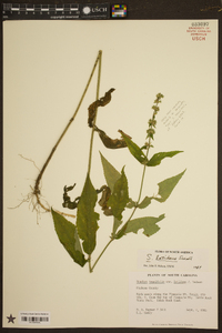 Stachys latidens image