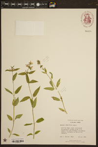 Stachys tenuifolia image