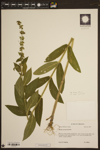 Stachys arenicola image