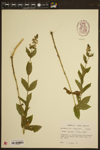 Stachys latidens image